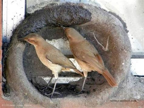 鳥來家築巢|【家裡有鳥築巢】鳥巢報喜！1個跡象代表家宅運勢大。